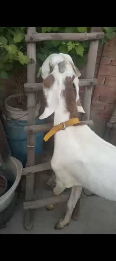 Gulabhi Ablak Bakri/Goat Active And Healthy