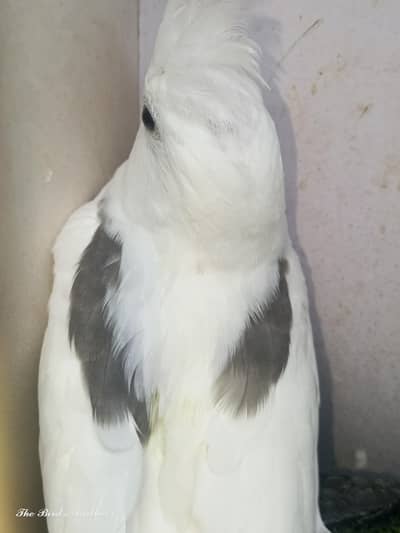 vpied 1 patha available heavy vipied 1 patha available