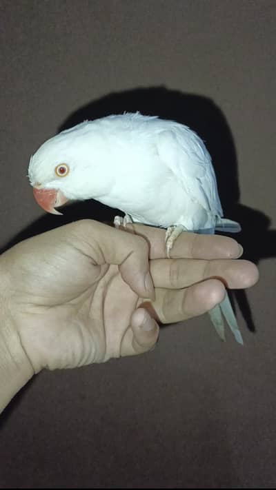 Fully Hand tame White Femail