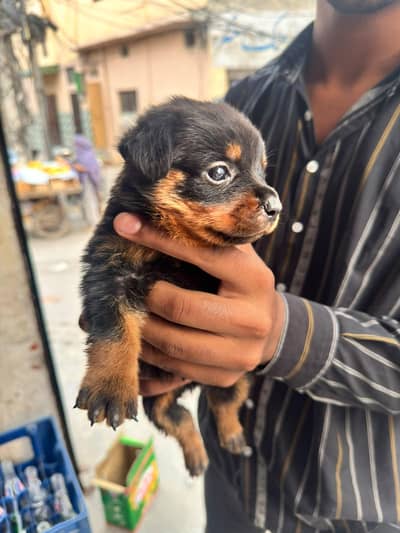 Roatweiler Greman import Parents active puppy