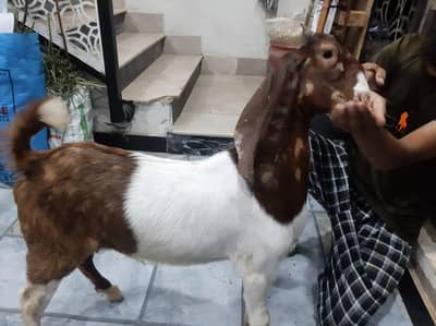 goat kids for sale