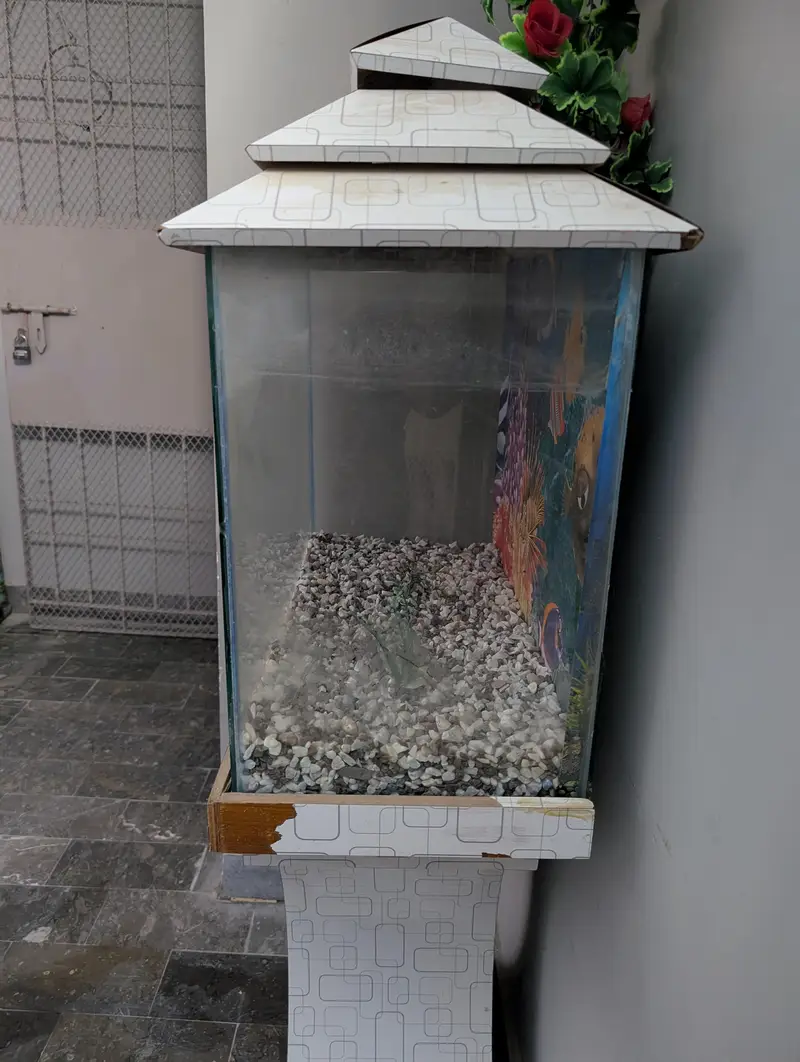 Fish Aquarium — photo 7