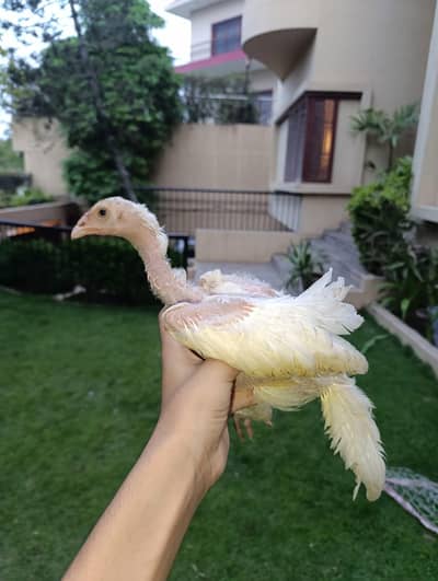 aseel heera chicks on sale!