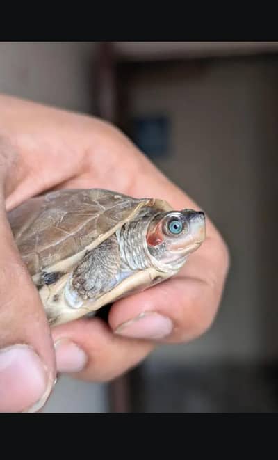 Turtle for sale