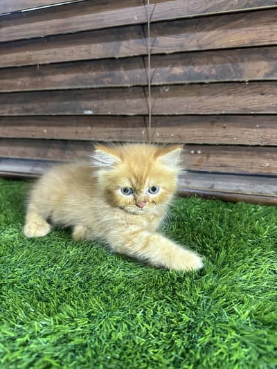Persian kitten