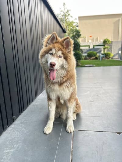 Pedigree microchipped MaleSiberian Husky