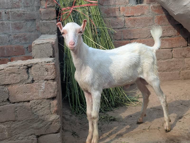 white tedda 0
