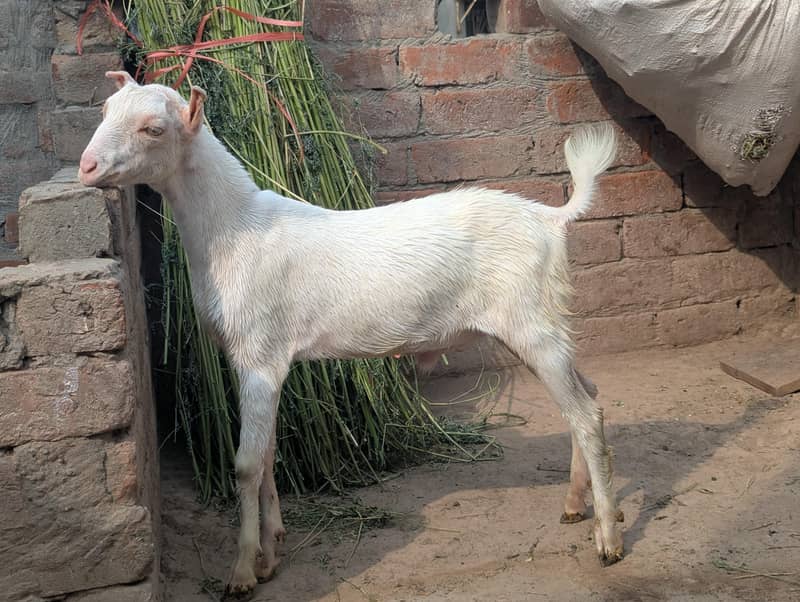 white tedda 1