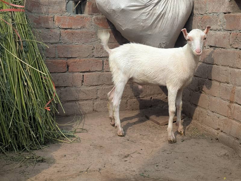 white tedda 2