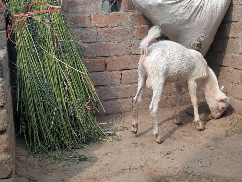 white tedda 3