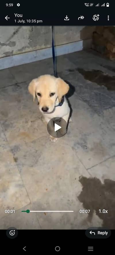 Labrador female for sAle