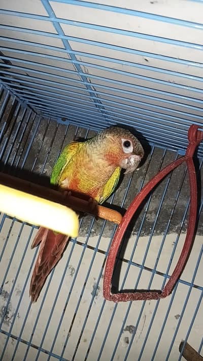 semi tame green cheek conure male