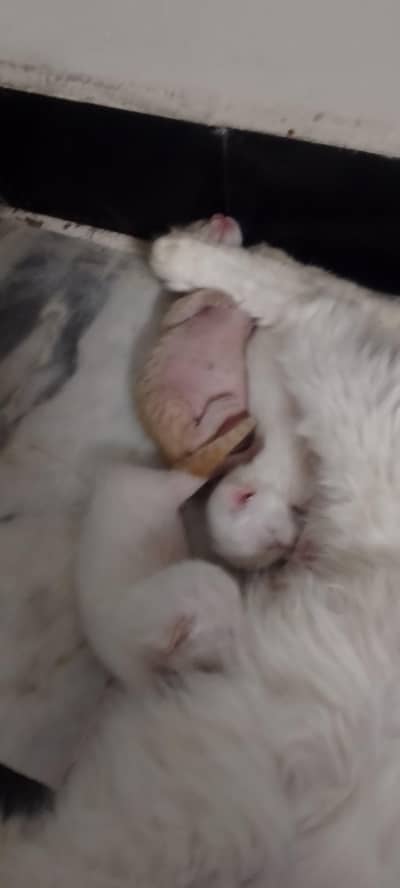 Persian cats kids for sale