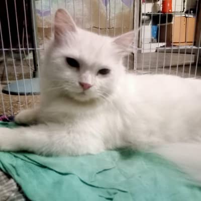 Pure Persian Female Cat for Sale