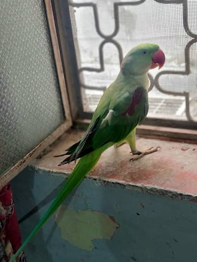 Healthy Hand Tamed Raw Parrot for sale