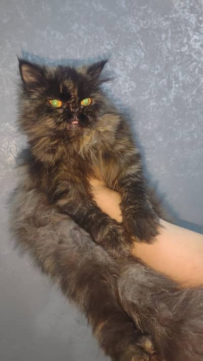 Pure Persian punch face