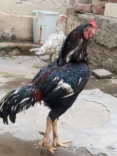 Pure Aseel Mianwali Mushka × Heera Breeding Pair