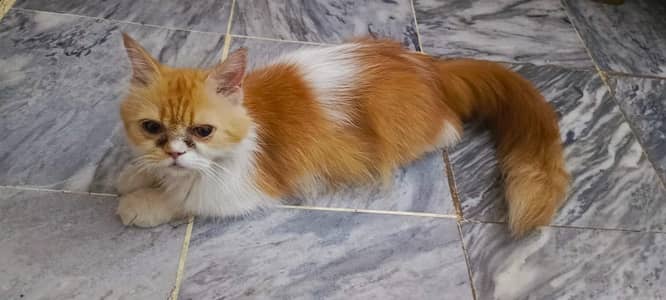 tripple coat punch face cat for sale