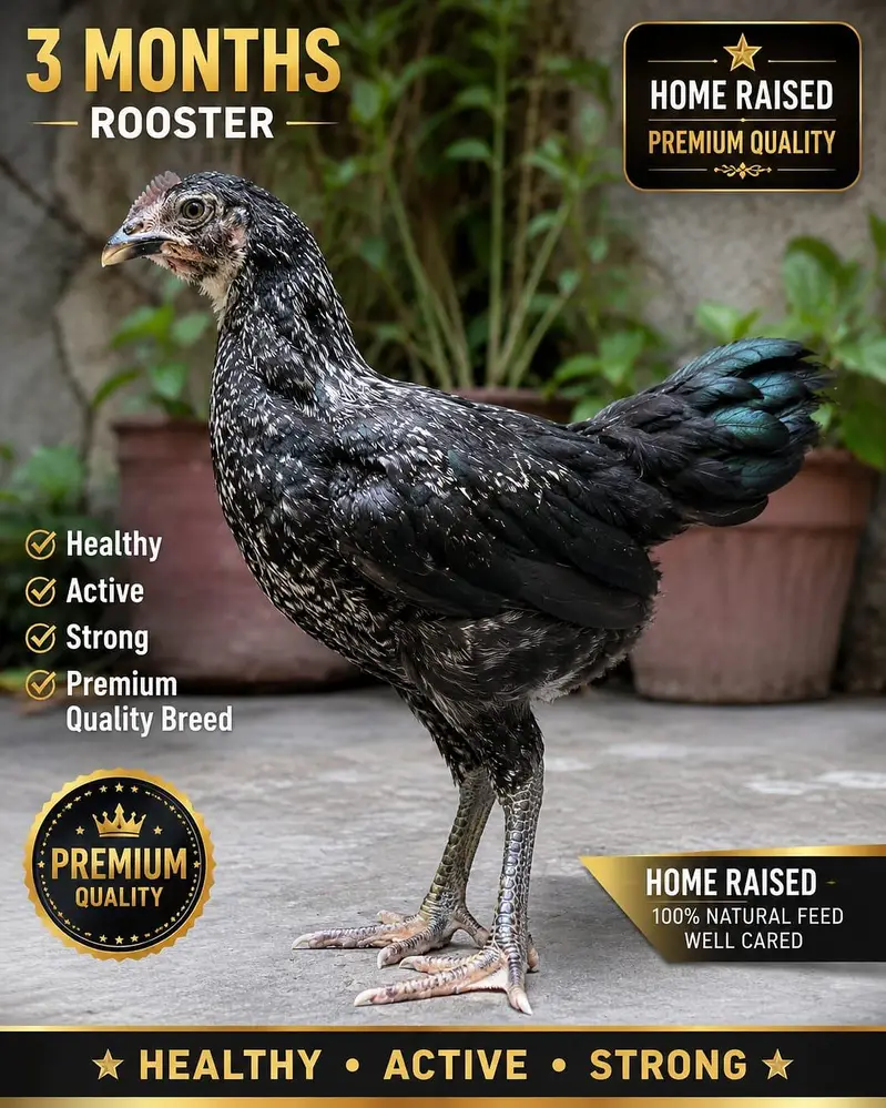 Premium Home-Raised Multi‐Color Desi Chicks | Healthy | 2.5–3 Months — photo 2