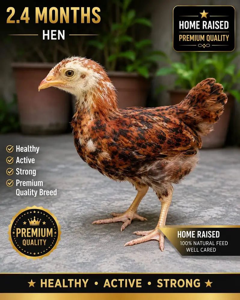 Premium Home-Raised Multi‐Color Desi Chicks | Healthy | 2.5–3 Months — photo 3