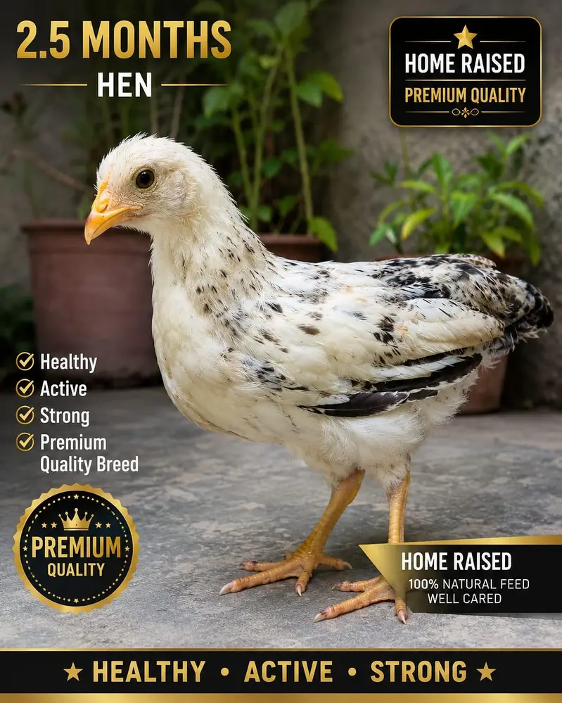 Premium Home-Raised Multi‐Color Desi Chicks | Healthy | 2.5–3 Months — photo 4