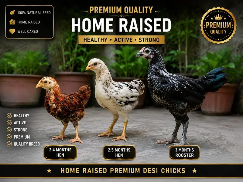 Premium Home-Raised Multi‐Color Desi Chicks | Healthy | 2.5–3 Months — photo 5