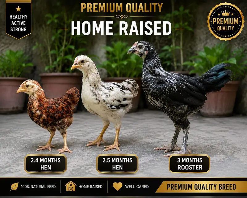 Premium Home-Raised Multi‐Color Desi Chicks | Healthy | 2.5–3 Months — photo 7