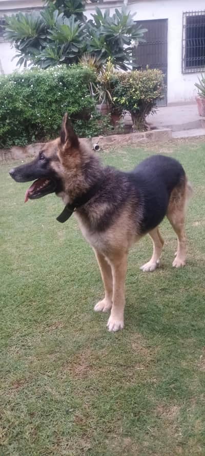 german Shepard gsd available for stud
