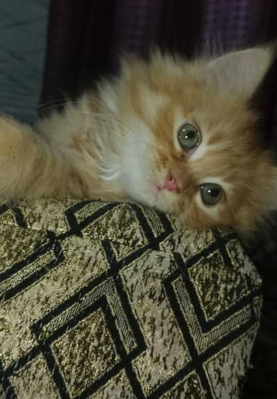 ginger male kitten