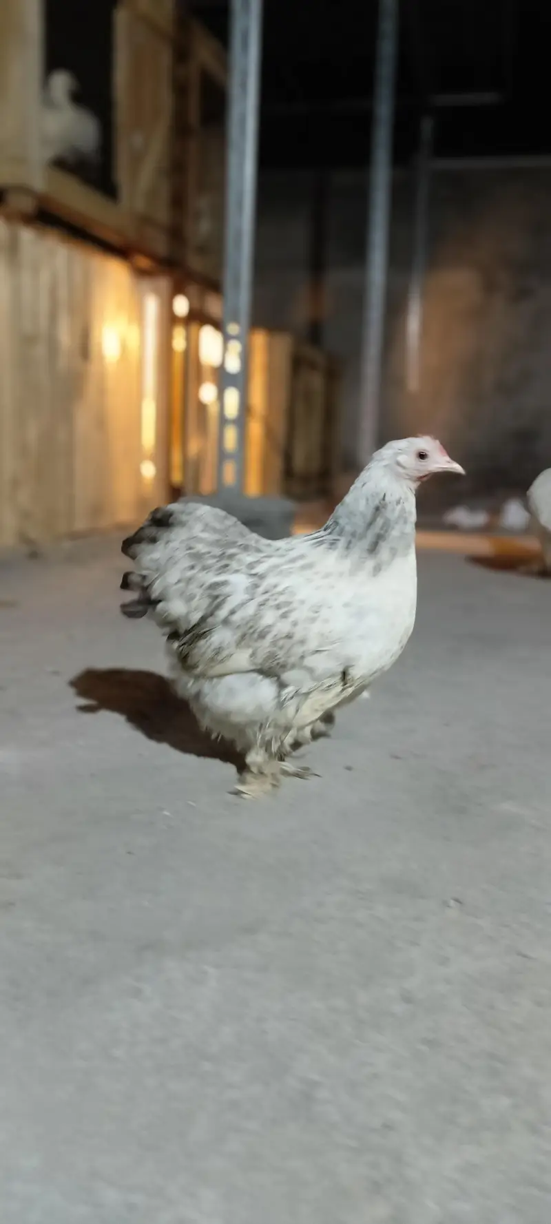 Pure Columbian Bantam Cock & Hen Pair for Sale — photo 2