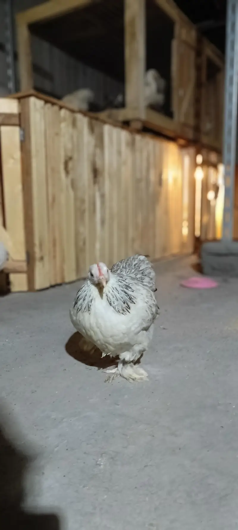 Pure Columbian Bantam Cock & Hen Pair for Sale — photo 3
