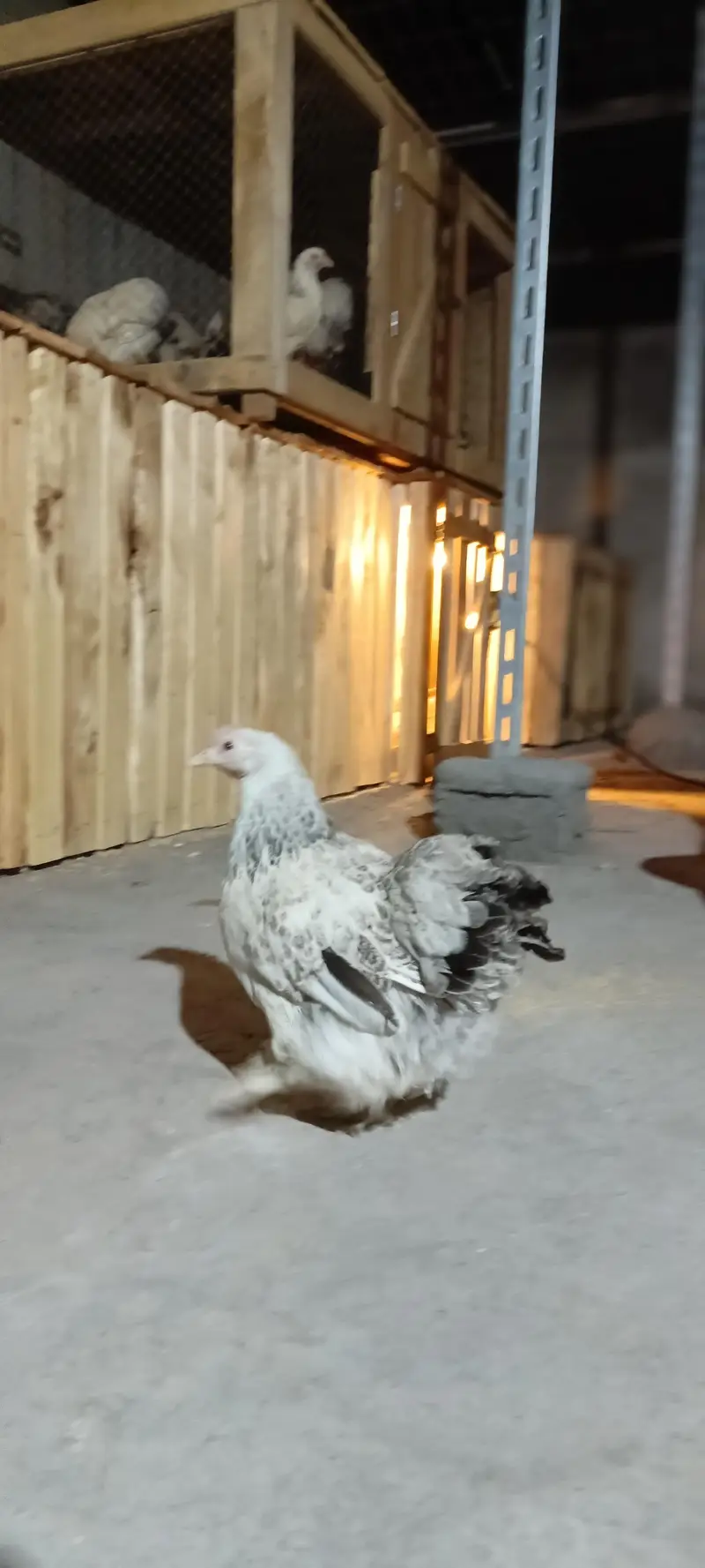 Pure Columbian Bantam Cock & Hen Pair for Sale — photo 4