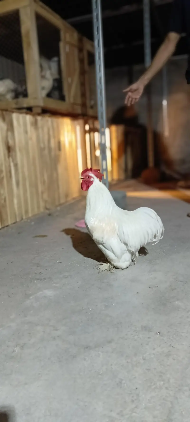 Pure Columbian Bantam Cock & Hen Pair for Sale — photo 5