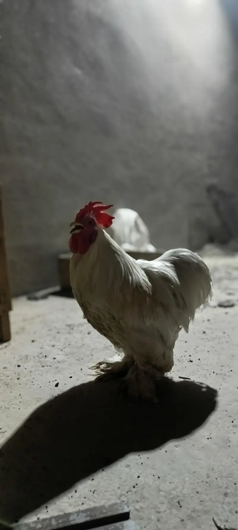 Pure Columbian Bantam Cock & Hen Pair for Sale — photo 6