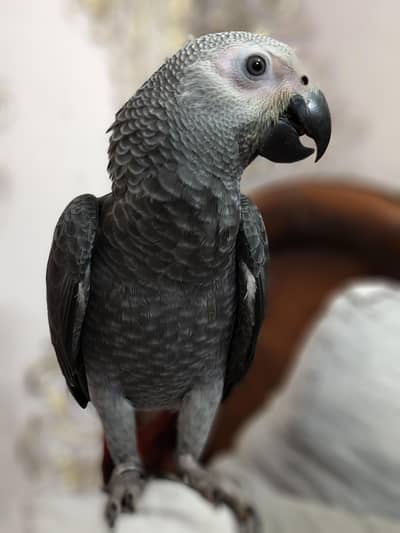 AFRICAN GREY WITH DNA