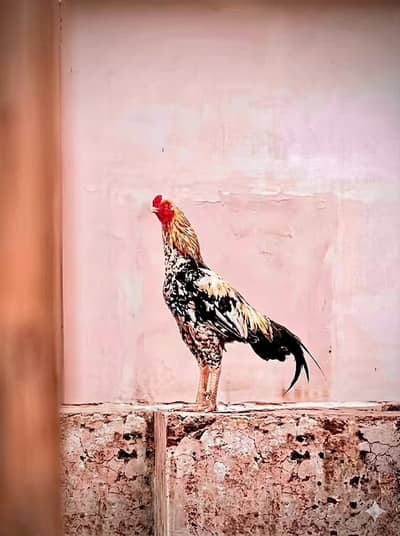 Long height Java aseel rooster for sale ghar ka pala he 2 year
