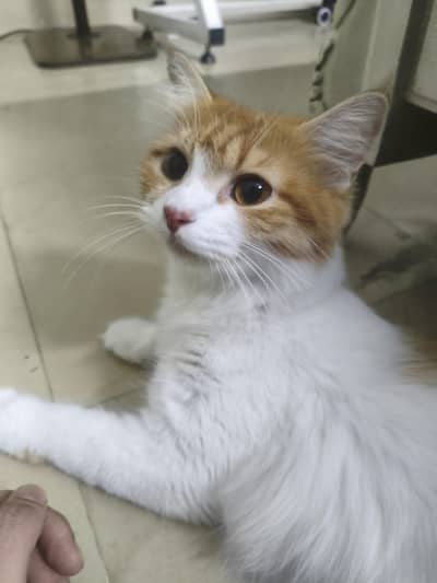 Half Persian Cat Available for Adoption