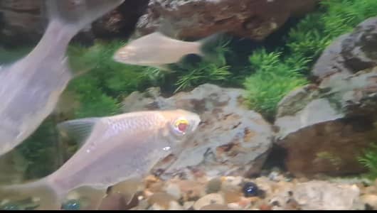Fishes For Sale