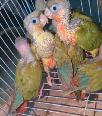 pineapple counre English breed