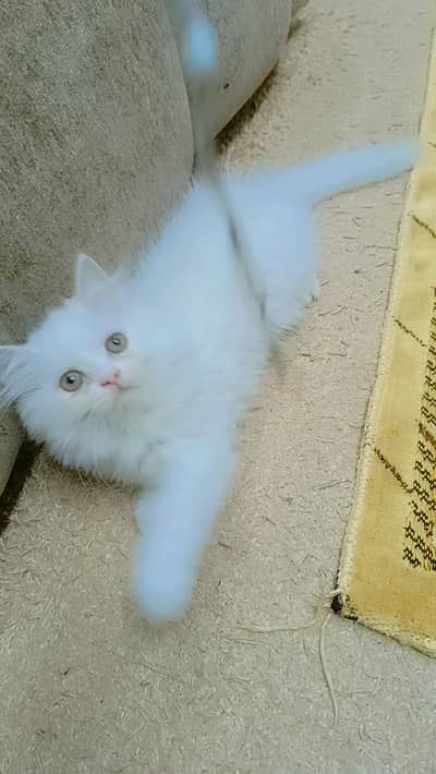 persion kitten