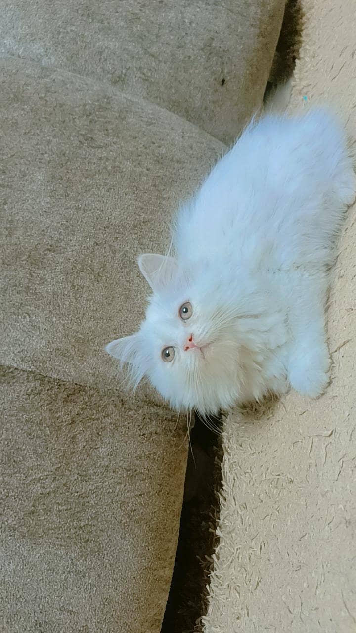 persion kitten 1