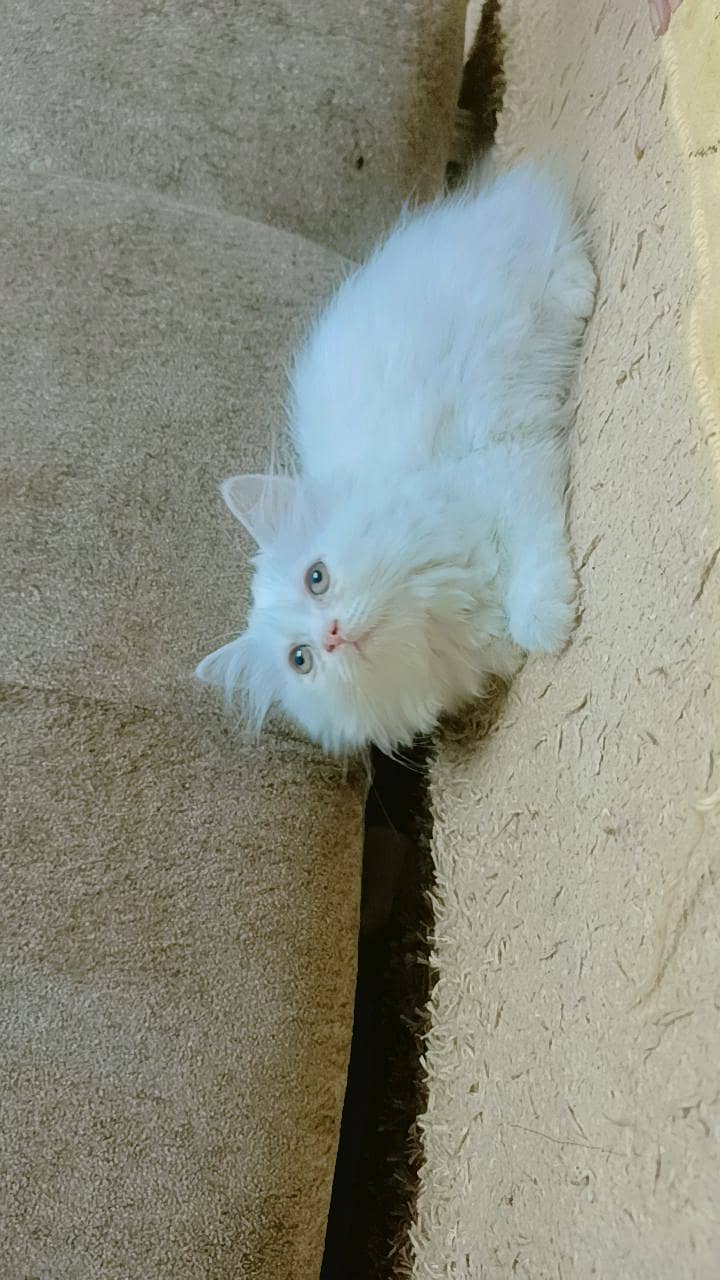 persion kitten 2