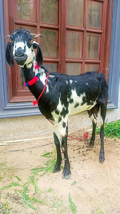 Bakri for sale