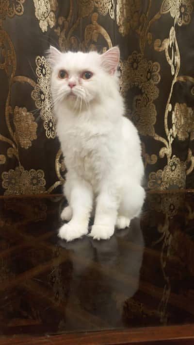 Persian Punch Face