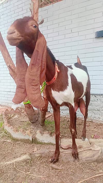 Punjab nasal bakri for sale