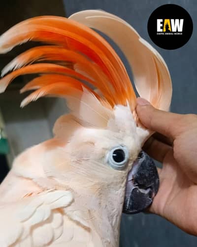 Moluccan Cockatoo