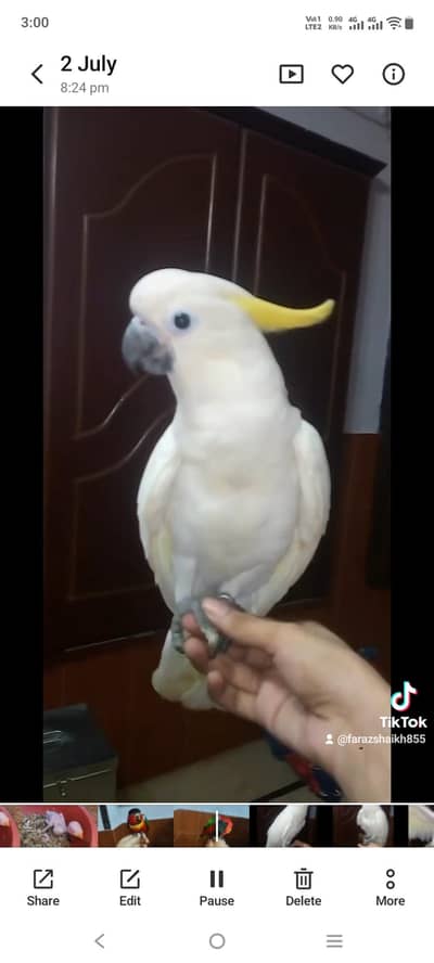 medium sulphur caca2 2 time feed chick white ringneck and sunconure