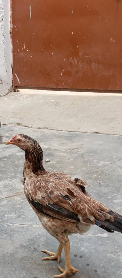 murgi for sell dasi