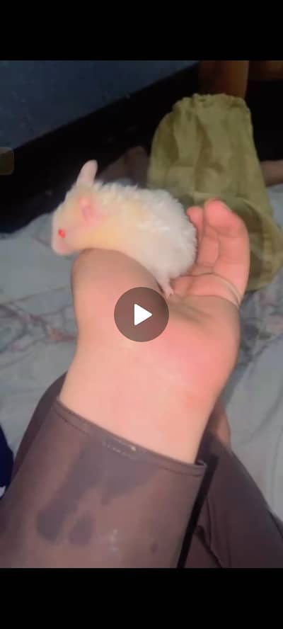  hamster