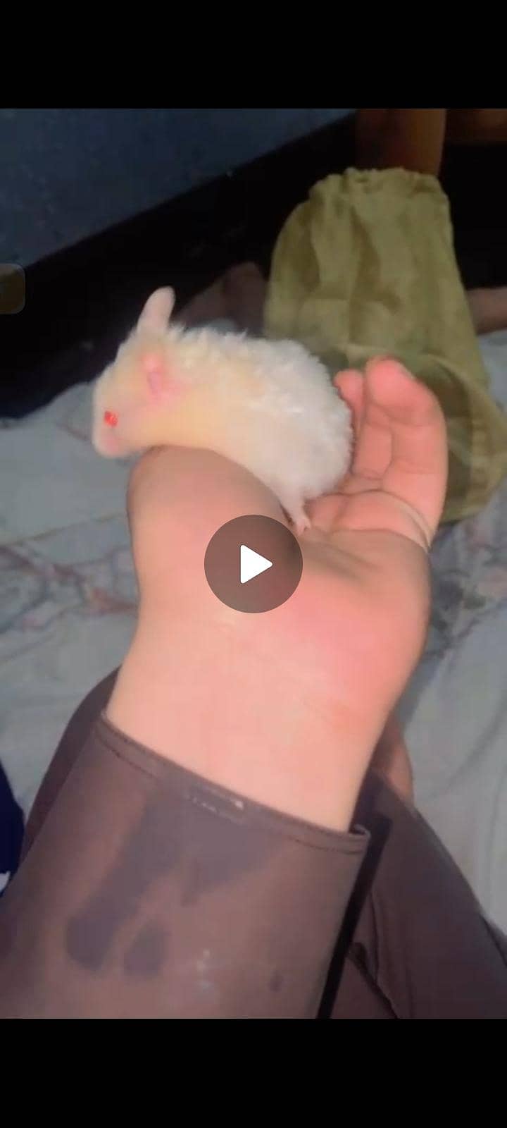  hamster 0
